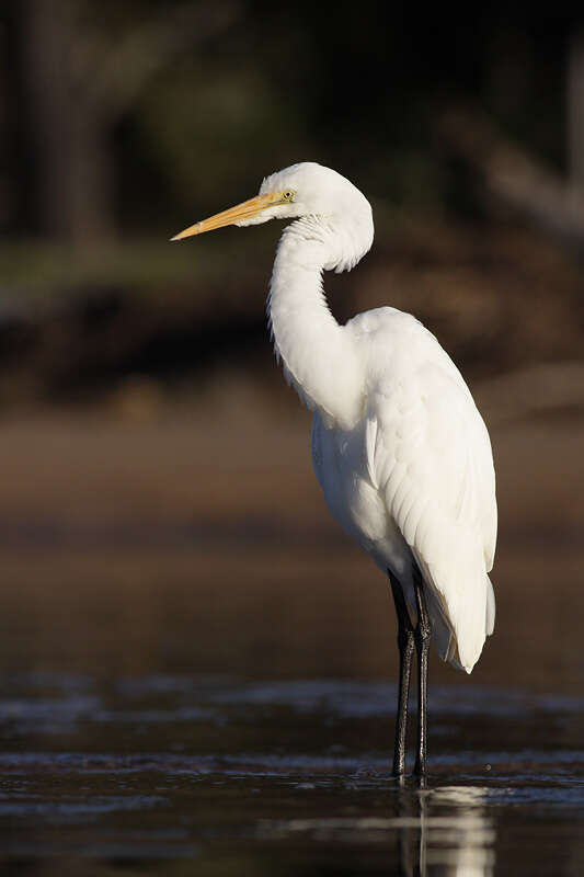 صورة <i>Ardea modesta</i>