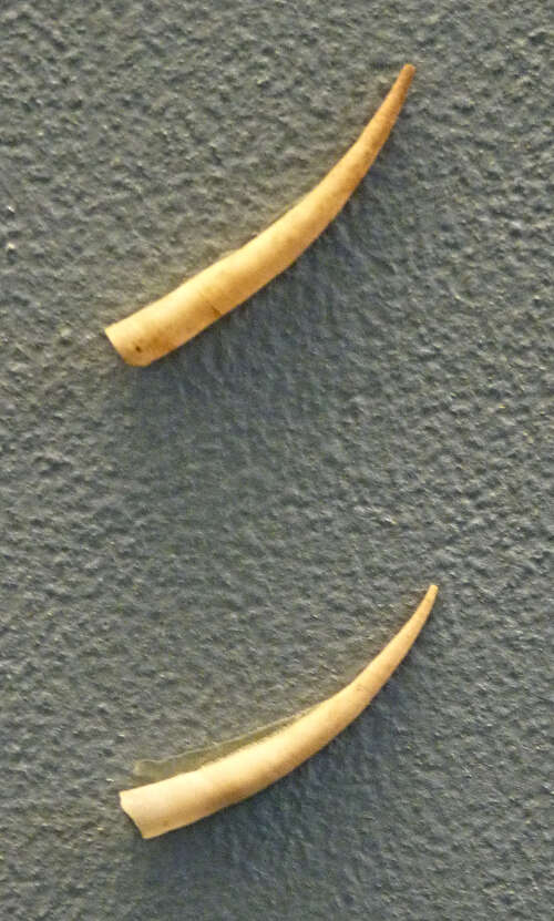 Image of tusk shells