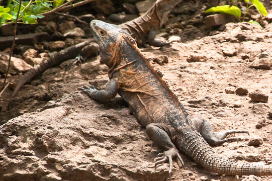 Image of Ctenosaura