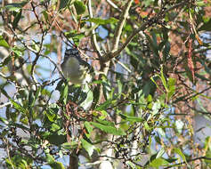 Image of Vireo Vieillot 1808