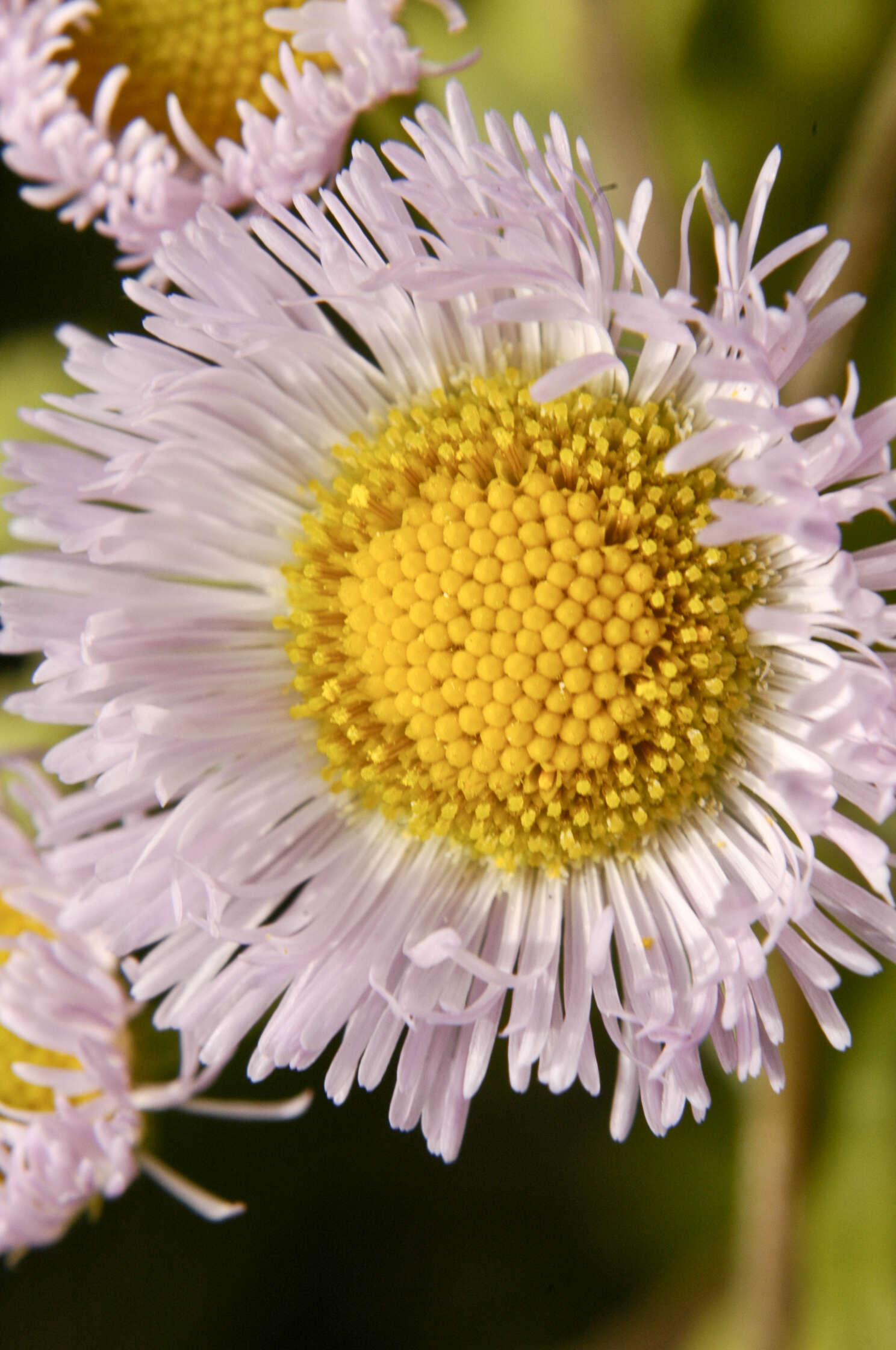 Image of Philadelphia fleabane