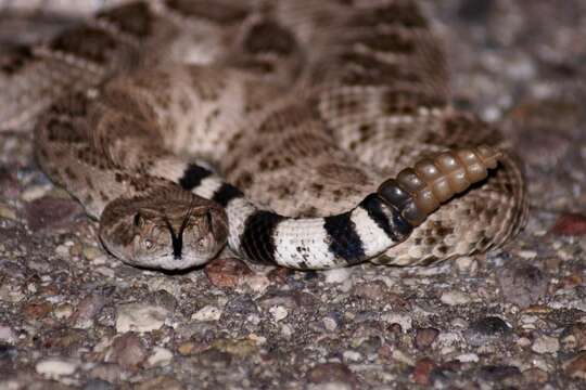 Image of Western Diamond-backed Rattlesnake