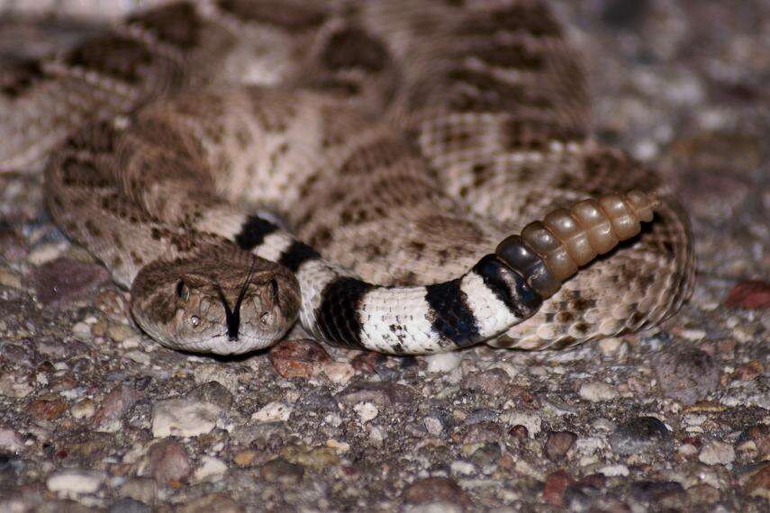 Image of Western Diamond-backed Rattlesnake