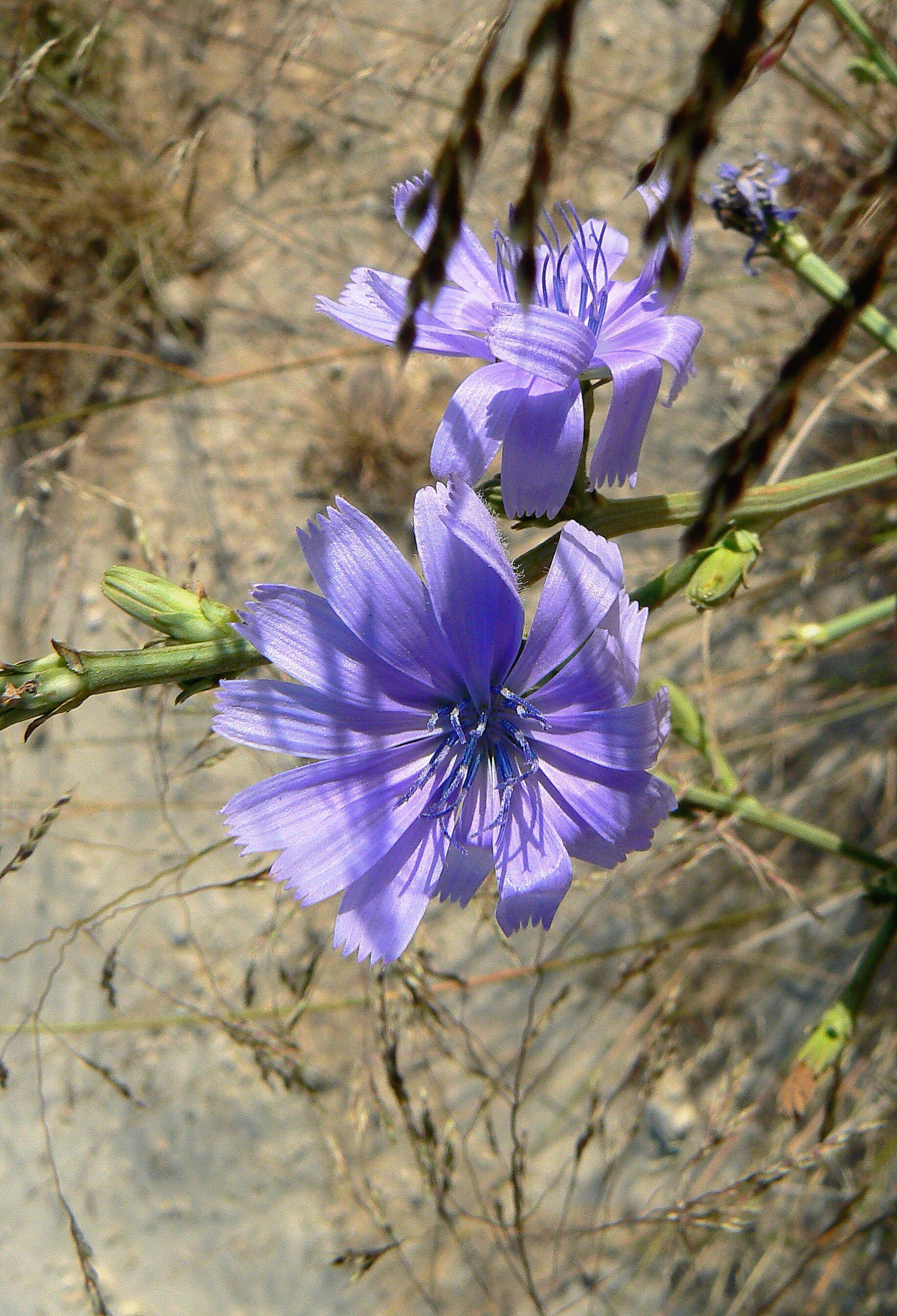 Image of chicory