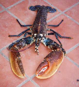 Image of Common lobster