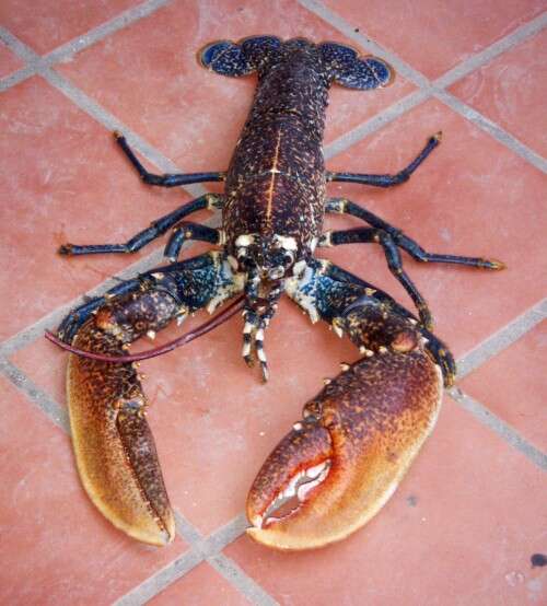 Image of lobster