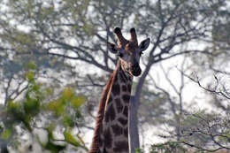 Image of Giraffes