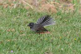 Image of Grey Fantail