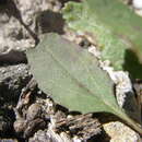 Image of Arizona ragwort