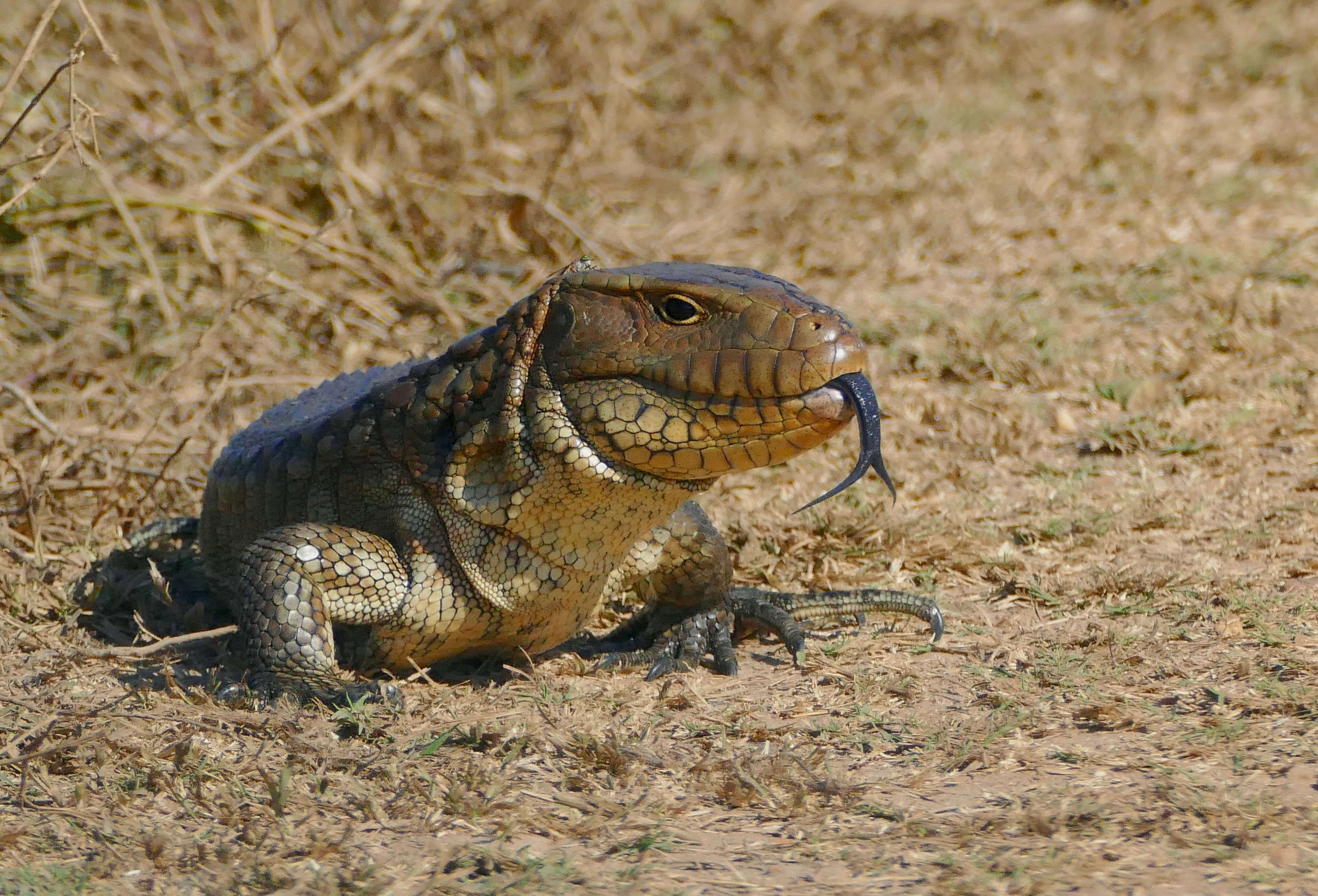 Image of Paraguay Caiman Lizard