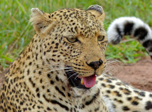 Image of Leopard