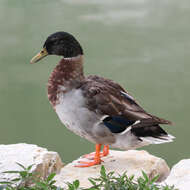 Image of Common Mallard