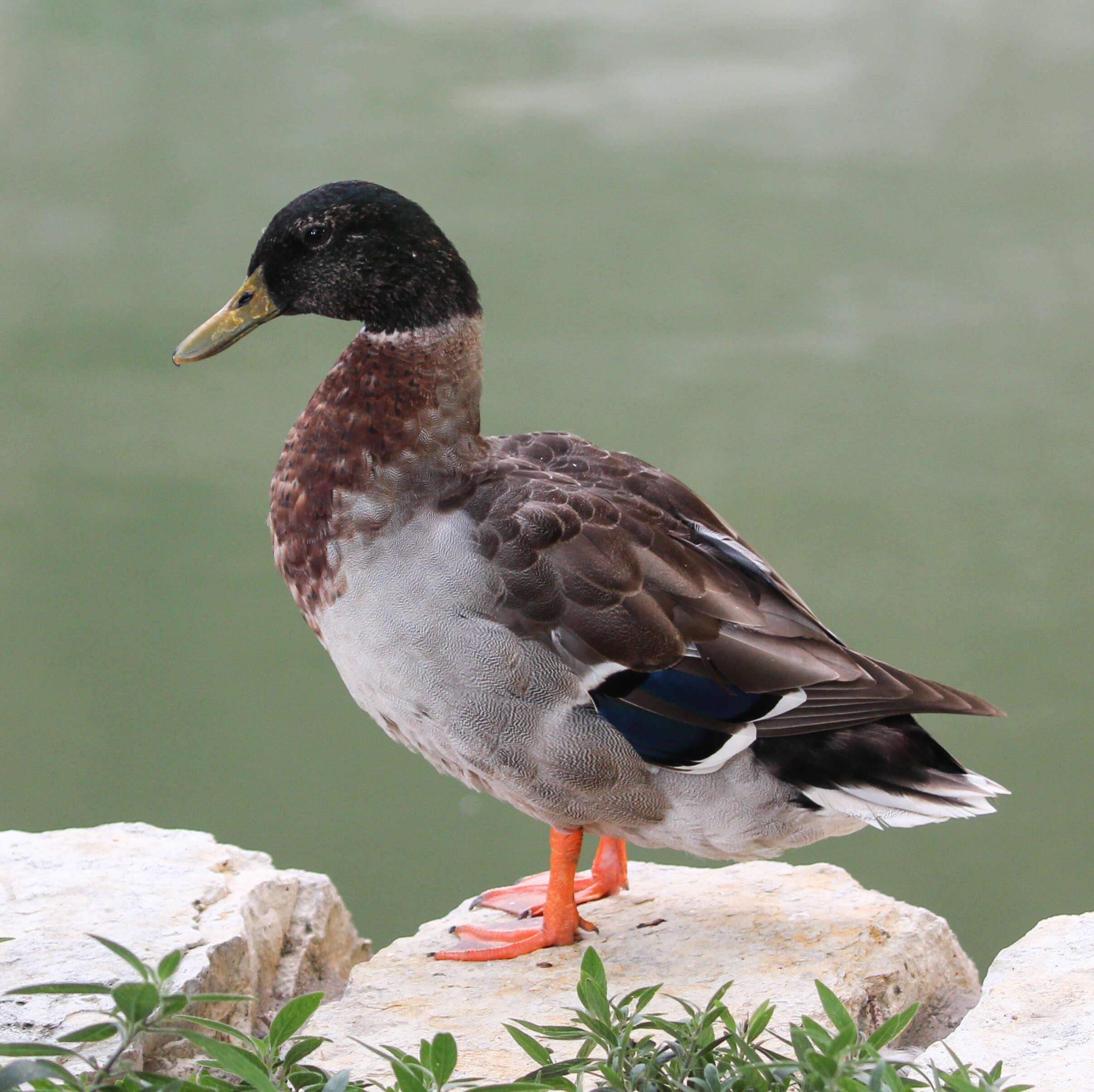 Image of Common Mallard