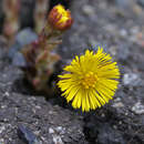 Image of coltsfoot