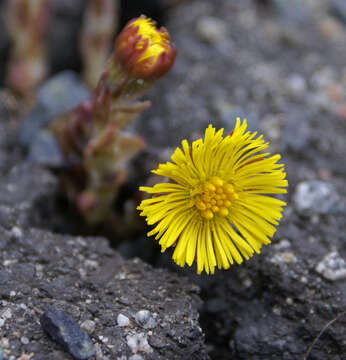 Image of coltsfoot