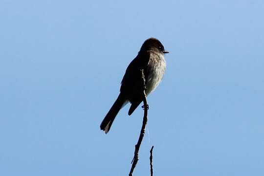 Image of Eastern Phoebe