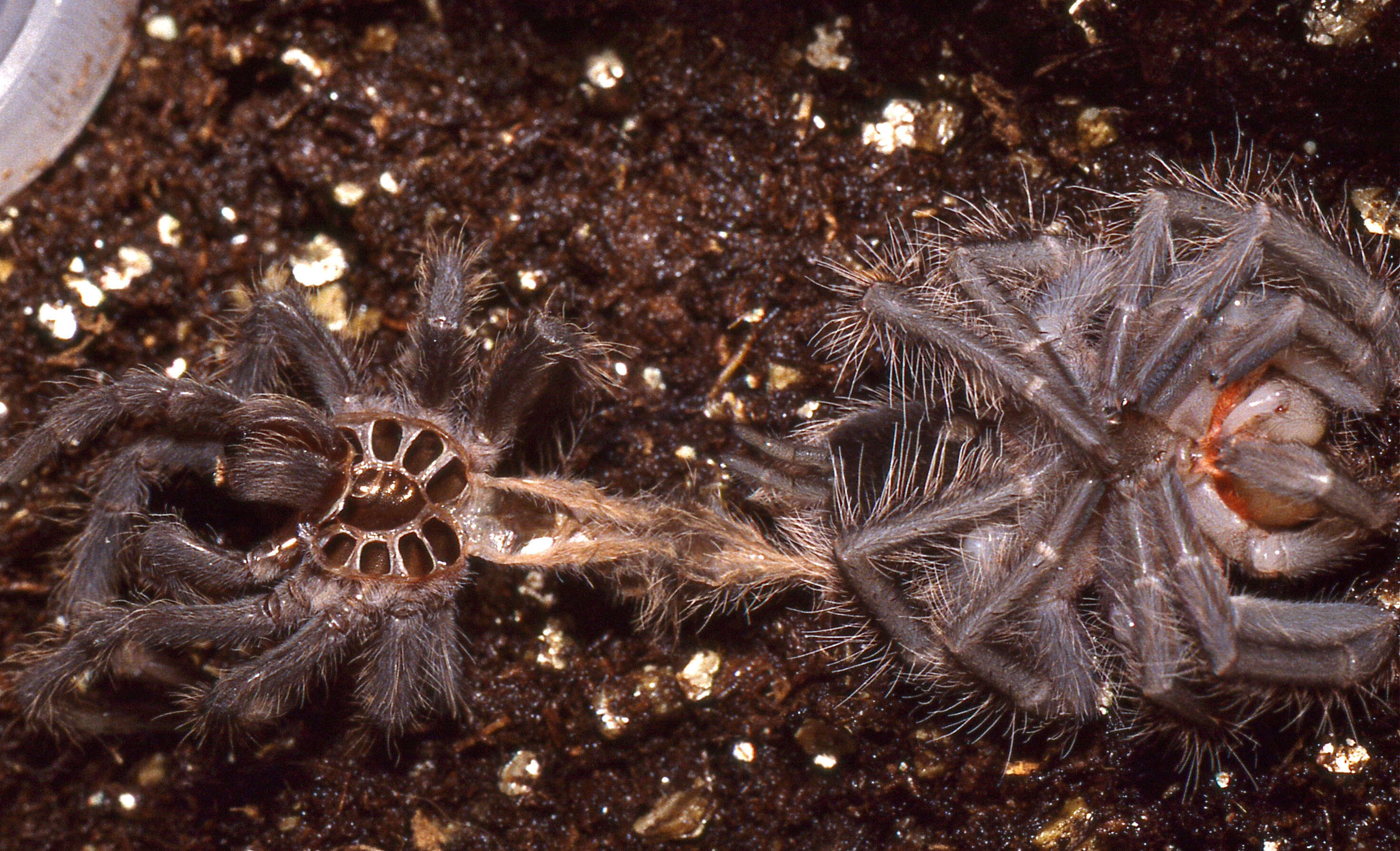 Image of Brazilian salmon pink tarantula