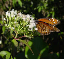 Image of Monarch Butterfly