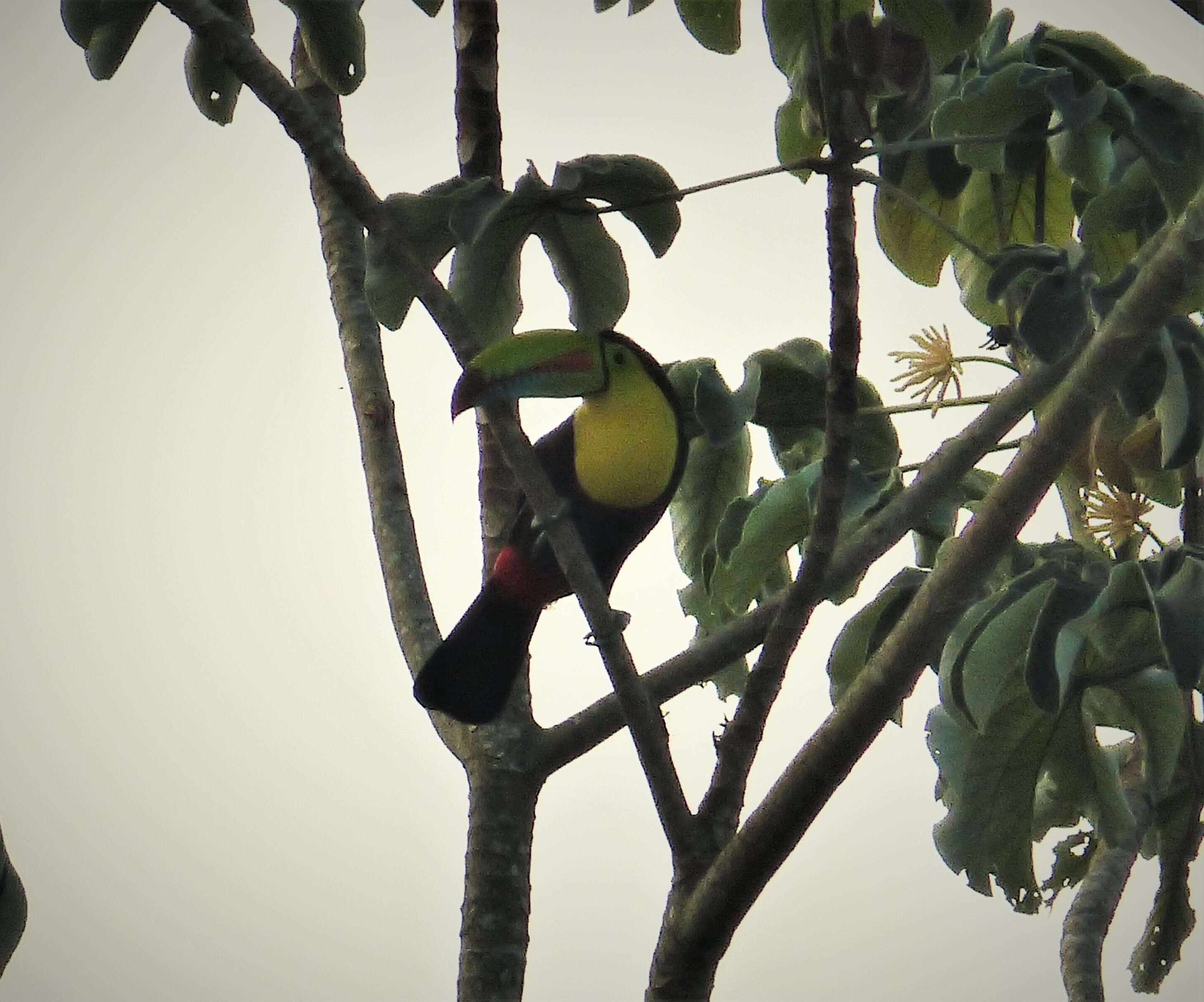 Image of Toucan Sp.