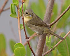 Image of Common Yellowthroat