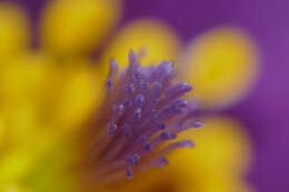 Image of pasqueflower