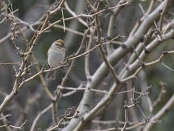 Image of White-throated Sparrow