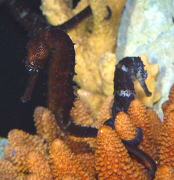 Image of Tiger Tail Seahorse