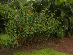 Imagem de Costus wilsonii Maas