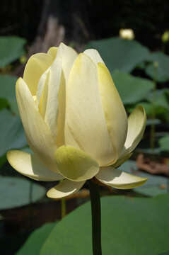 Image of lotus