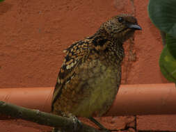 Image of Chlamydera Gould 1837