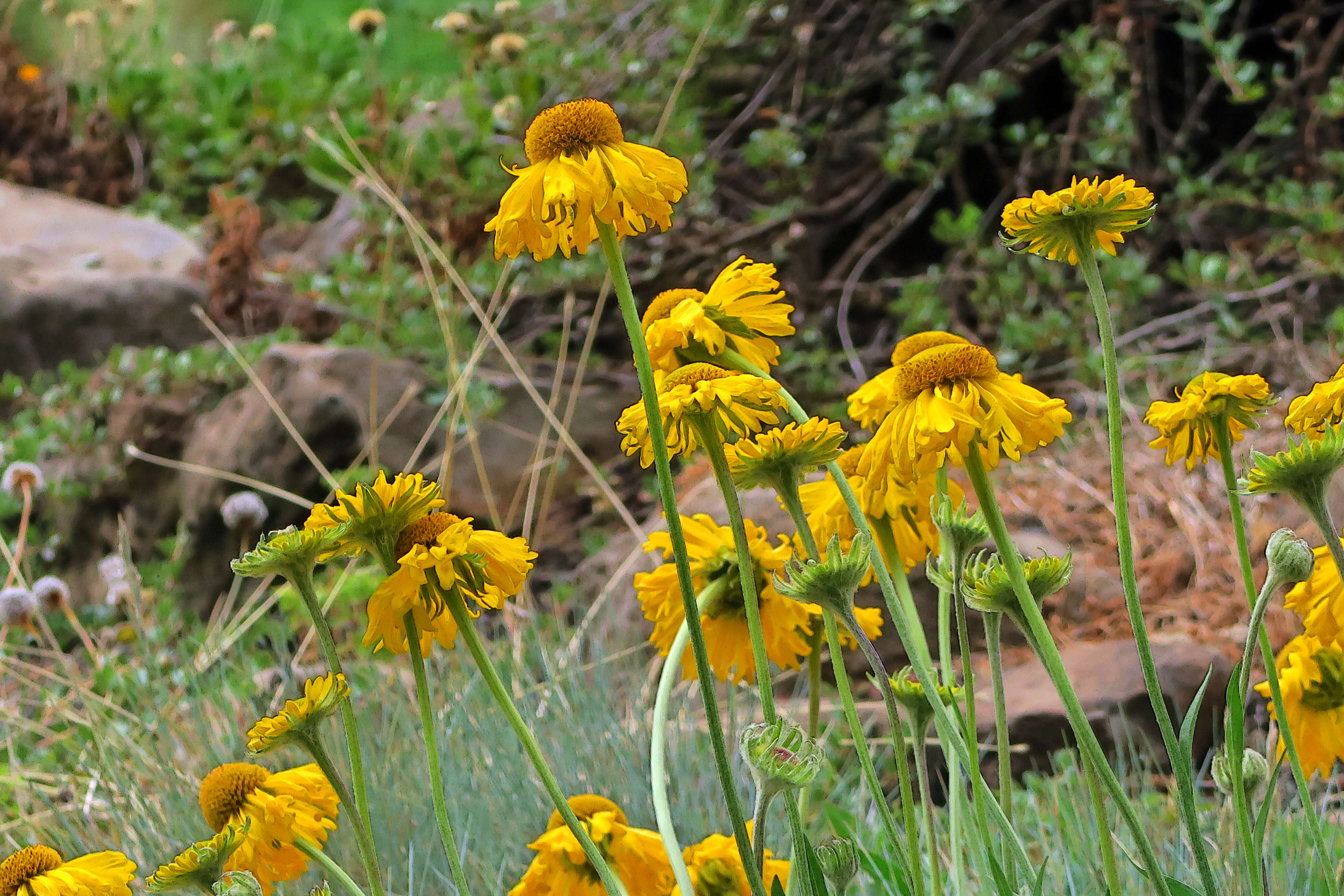 Image of Coastal Sneezeweed