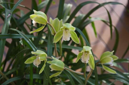 Cymbidium Nagalex的圖片