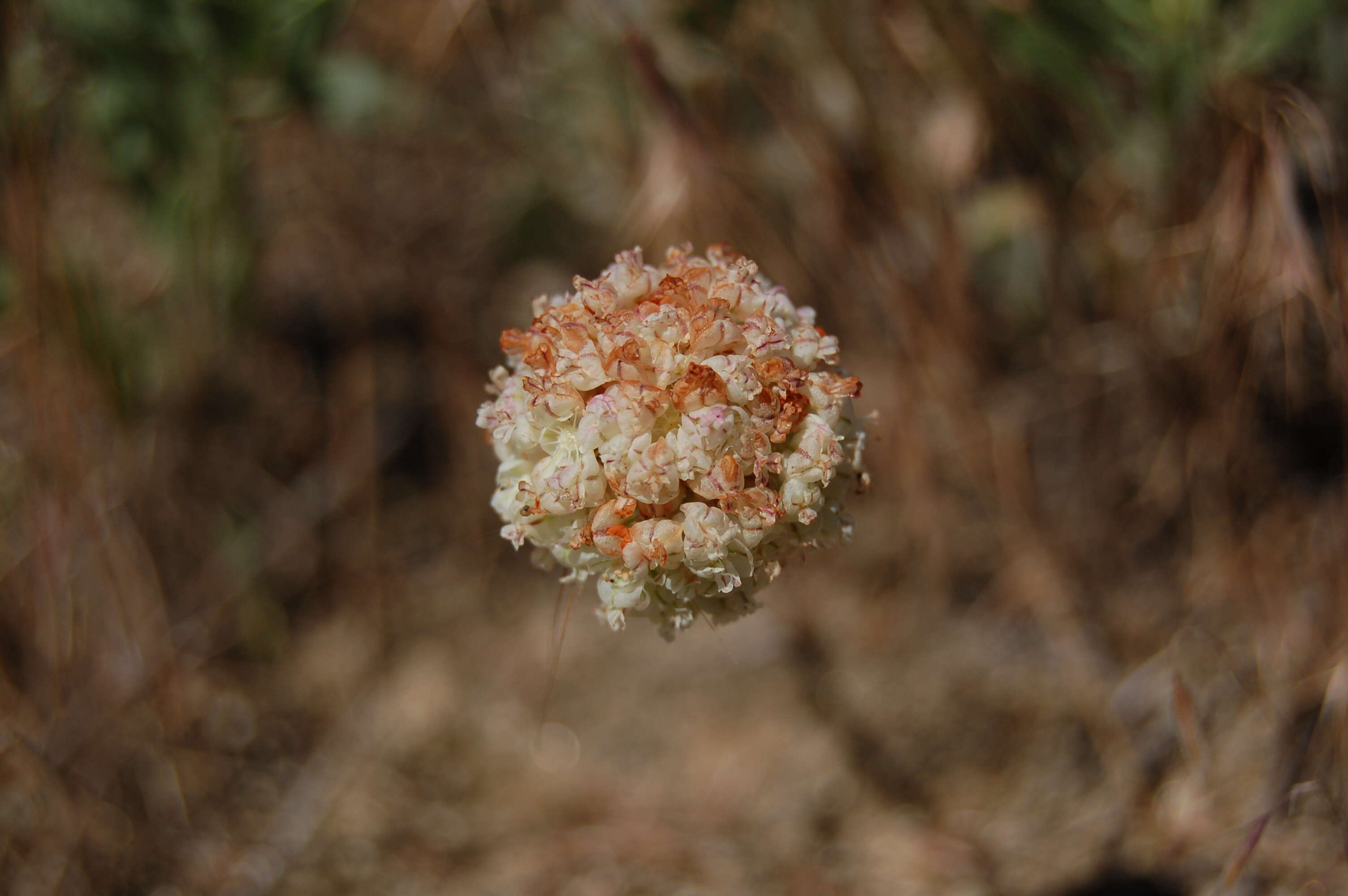 Imagem de Eriogonum ovalifolium var. purpureum (Nutt.) Durand