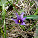 Imagem de Romulea linaresii Parl.