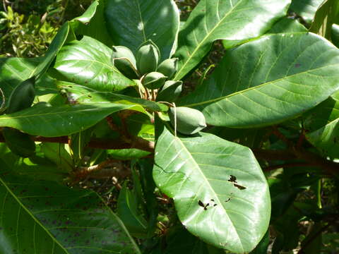 Image of tropical almond