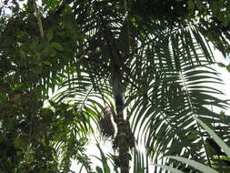 Image of Bamboo Palm