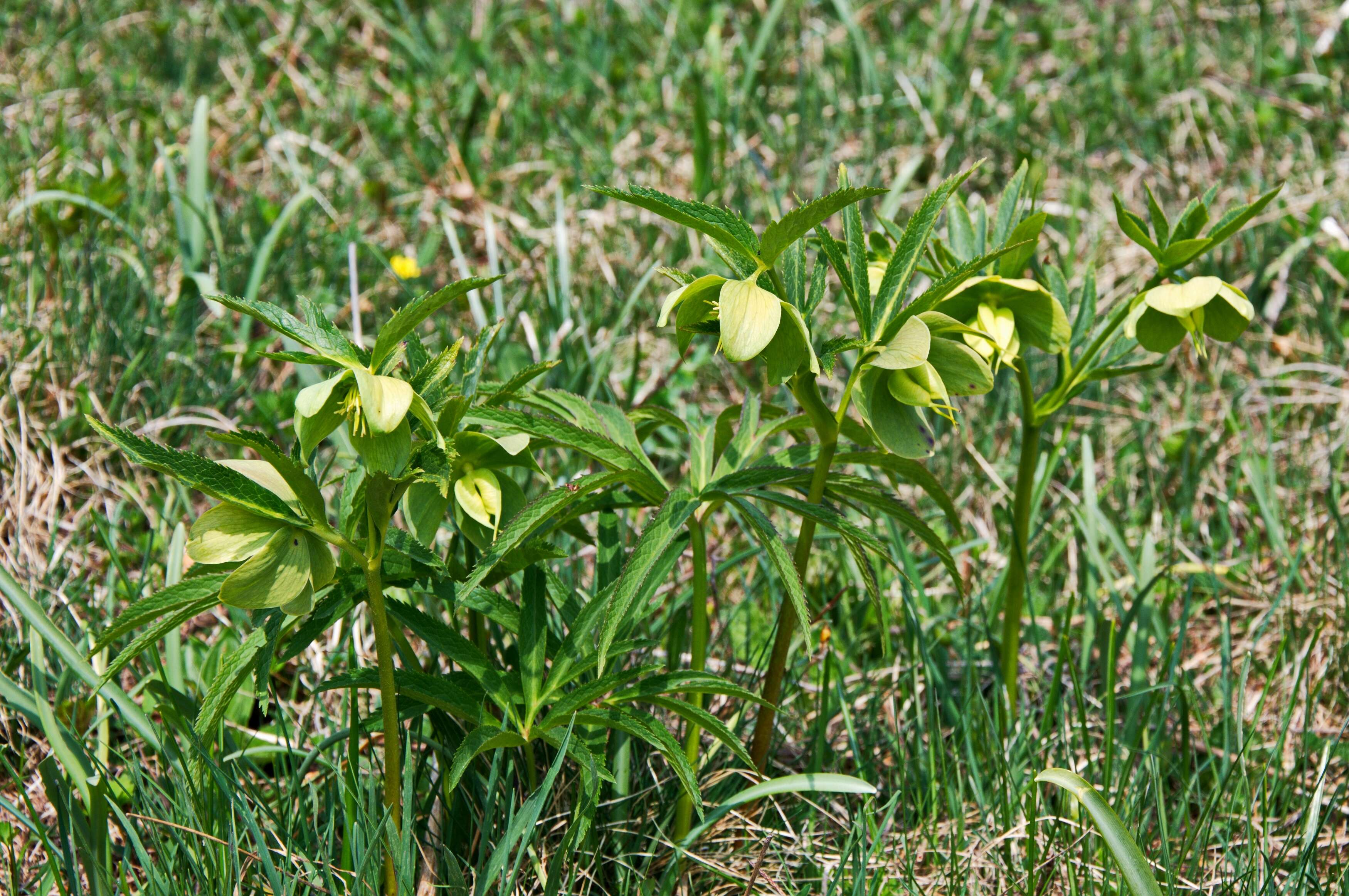 Image of Green Hellebore