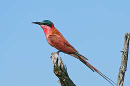 Image of Southern Carmine Bee-eater