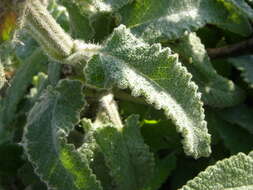 Salvia spathacea Greene resmi