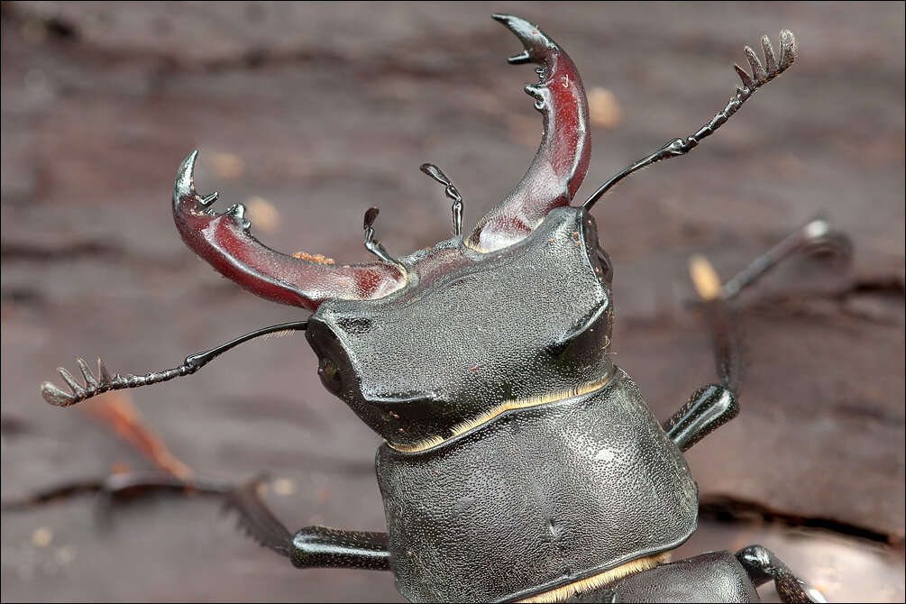 Image of stag beetles