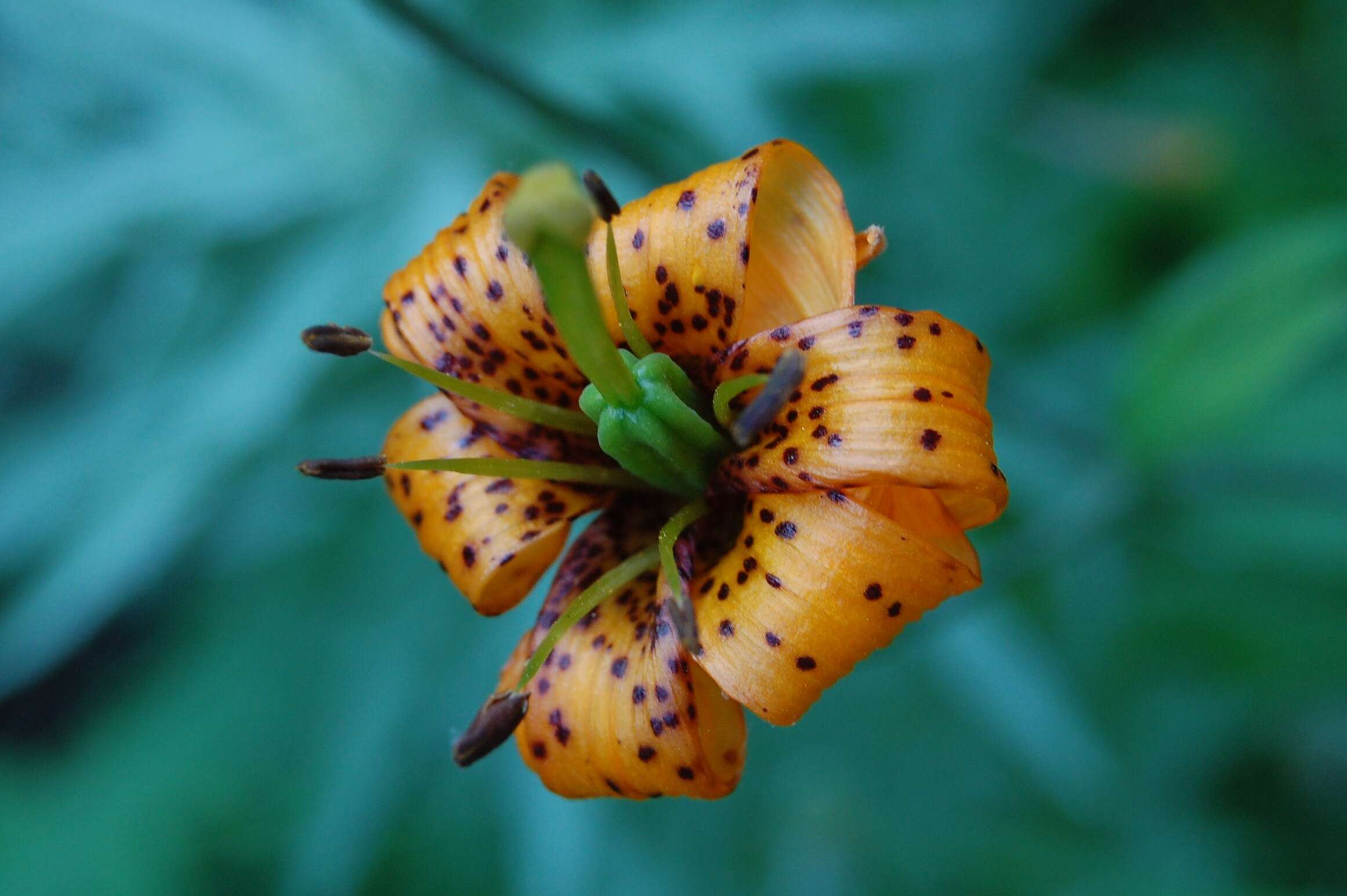 Lilium columbianum Leichtlin resmi