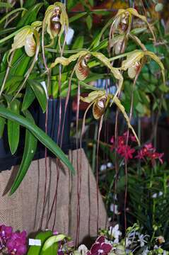 Image of Phragmipedium humboldtii (Warsz.) J. T. Atwood & Dressler