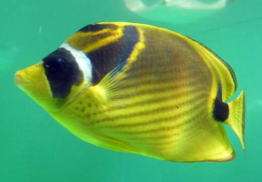 Image of Halfmoon Butterflyfish