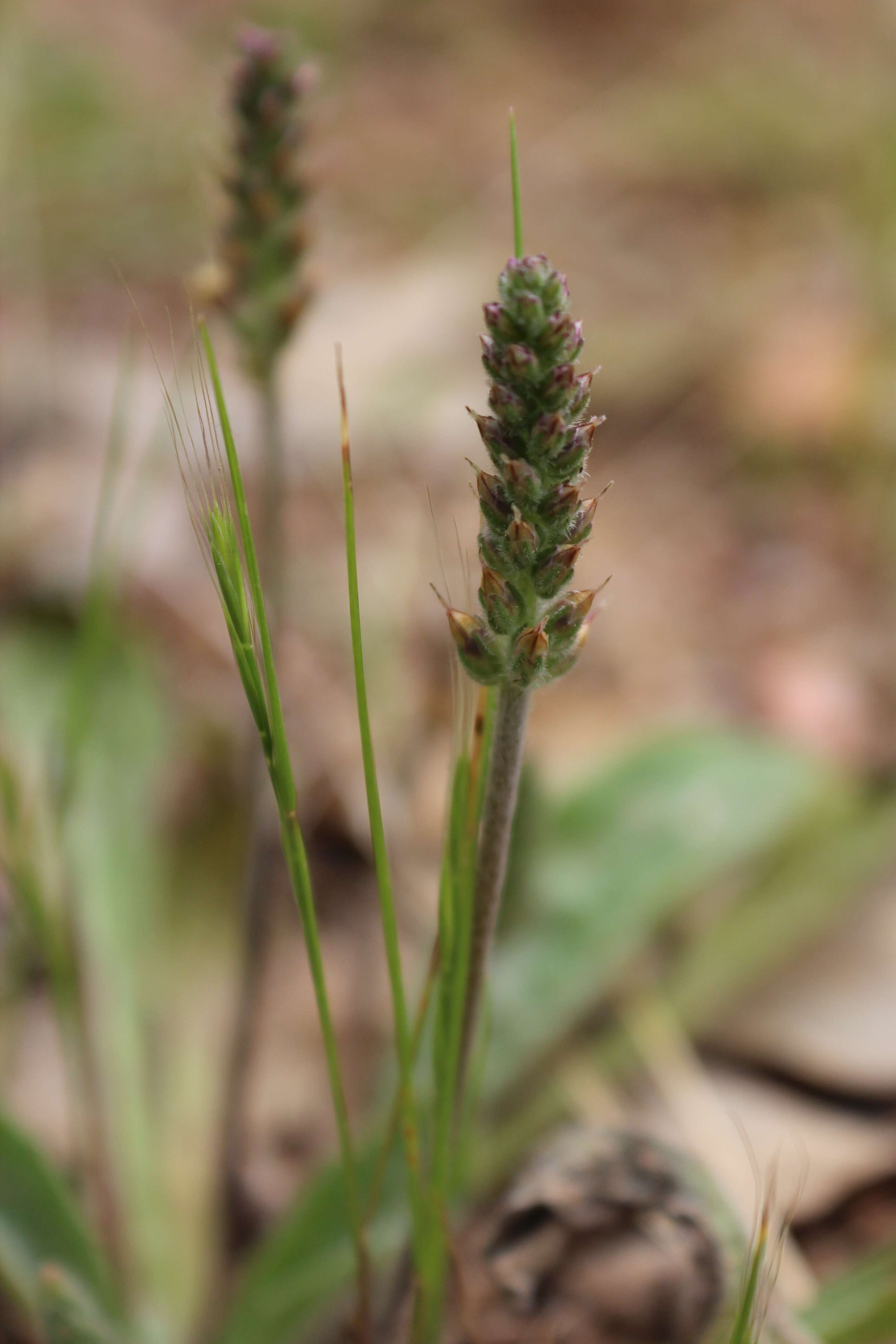 Image of Plantago varia R. Br.