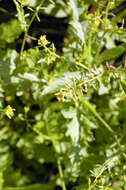 Image of Fernald's yellowcress