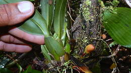 Image of Maxillaria rufescens Lindl.