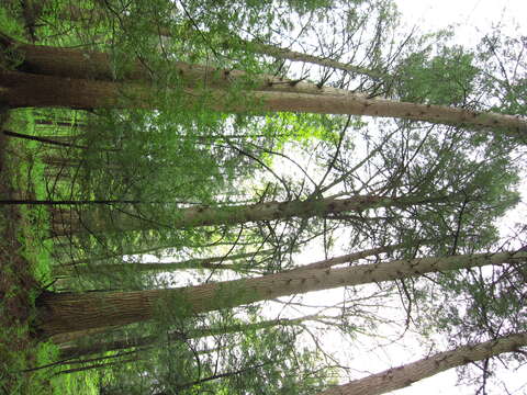 Image of eastern hemlock