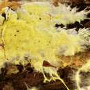Sivun Ceraceomyces kuva
