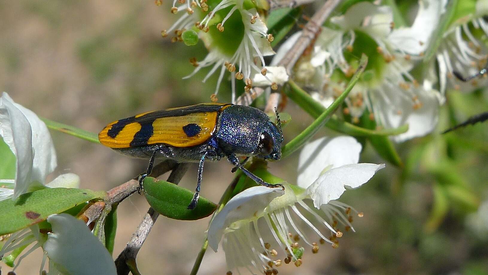 Image of Castiarina scalaris (Boisduval 1835)