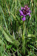 Image of Southern Marsh-orchid